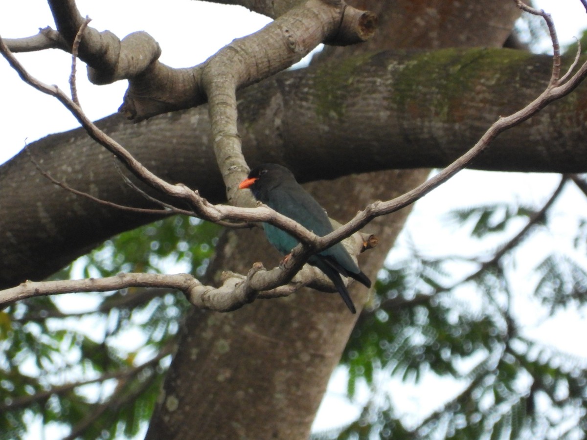 Dollarbird - ML645689150