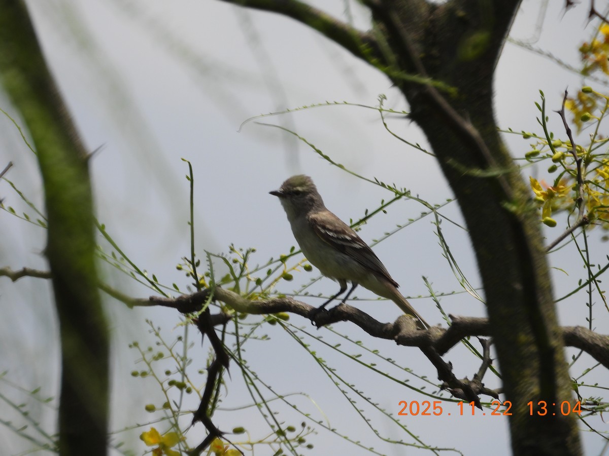 Southern Scrub-Flycatcher - ML645689151
