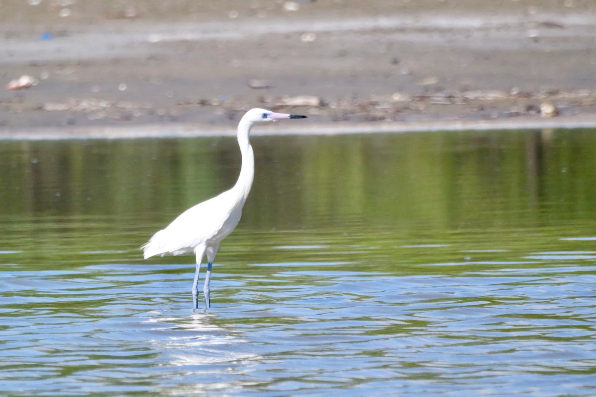 Reddish Egret - ML645689156