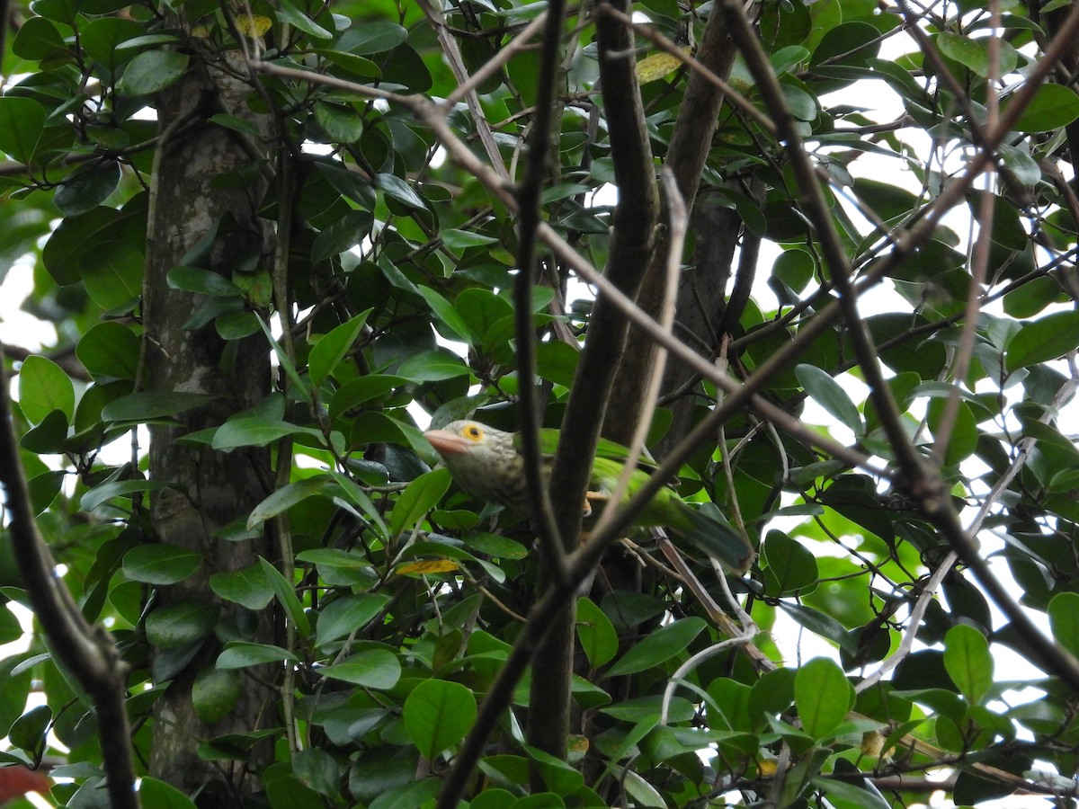 Lineated Barbet - ML645689161