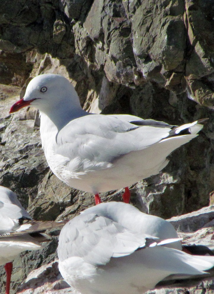 Silver Gull (Red-billed) - ML645689163