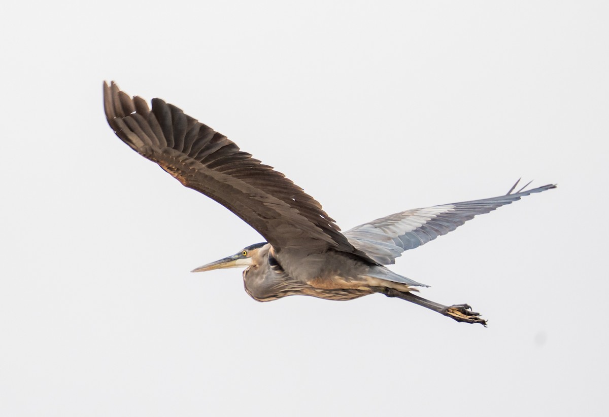 Great Blue Heron - ML645689165
