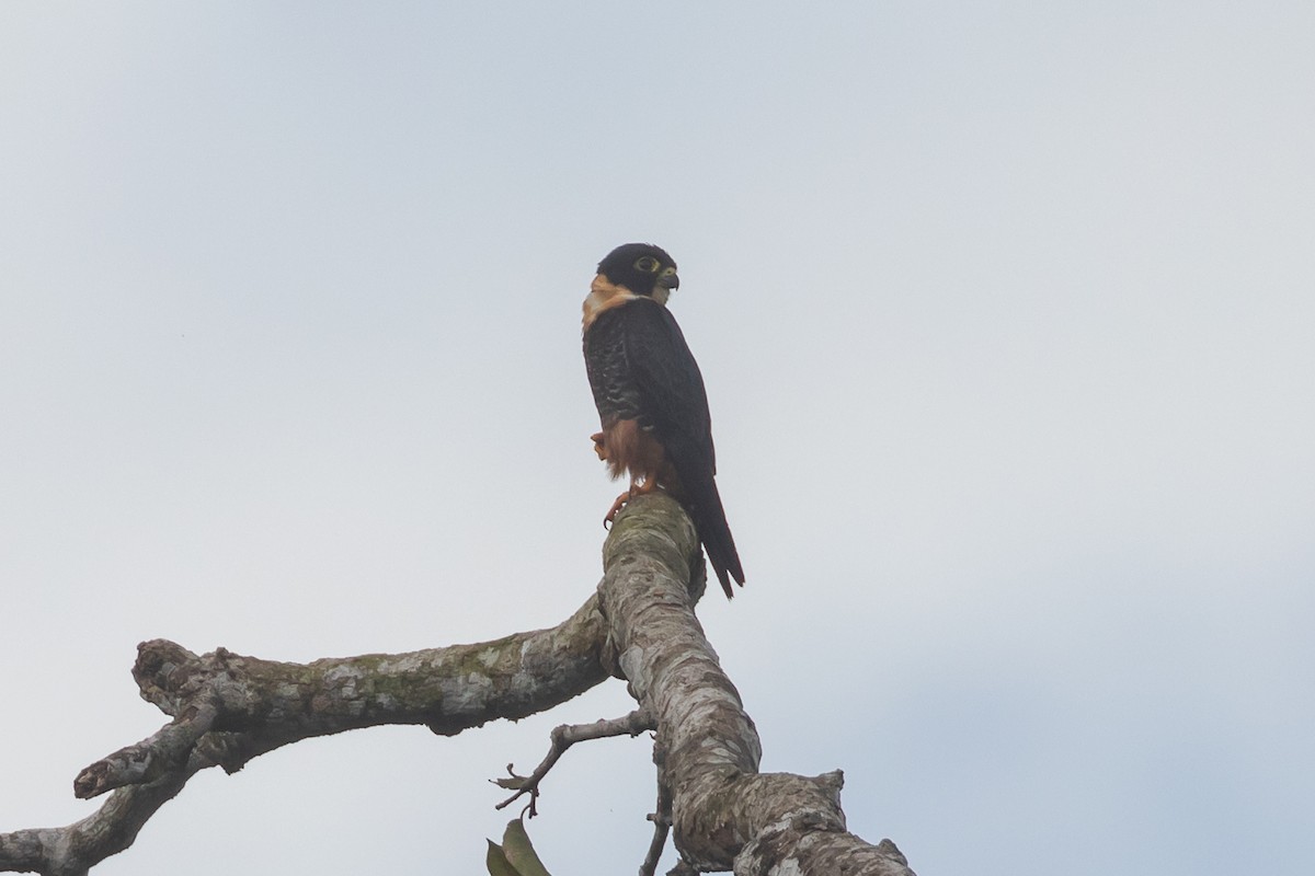 Bat Falcon - ML645689166