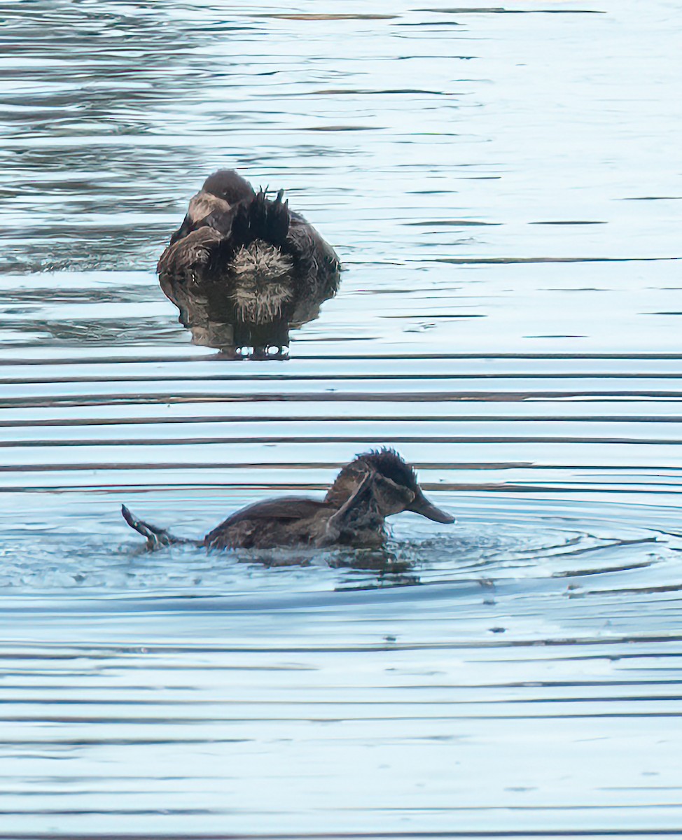 Malvasía Canela - ML645689169