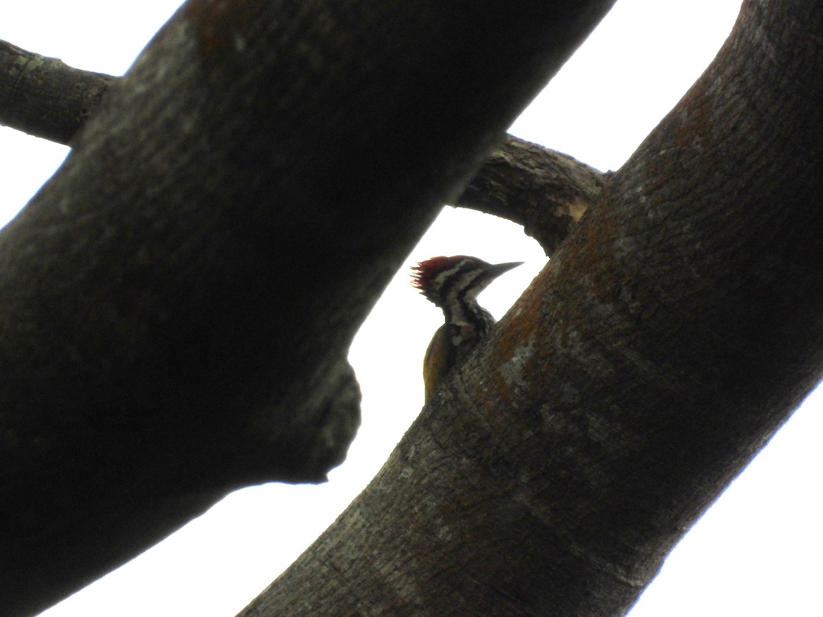 Pito Culirrojo de Java - ML645689170