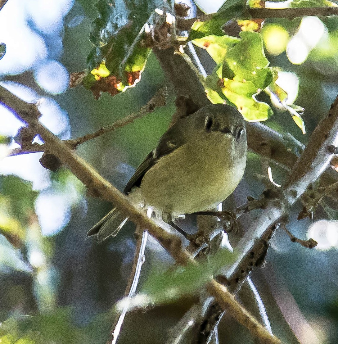 Reyezuelo Rubí - ML645689173