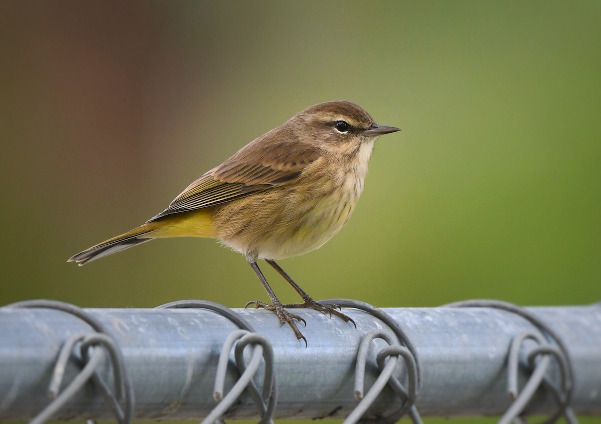 Palm Warbler - ML645689174