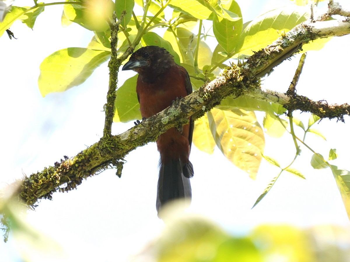 Tangara Picoplata - ML645689176