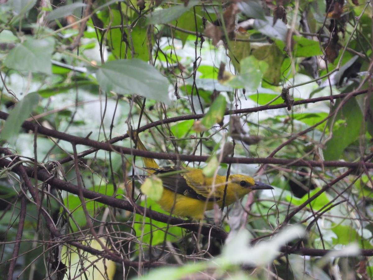 Oropéndola China - ML645689179