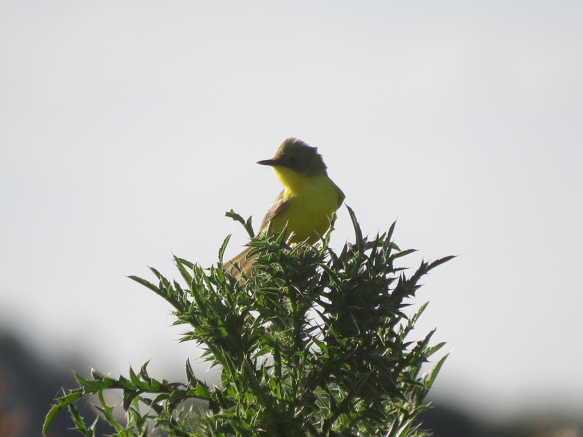 Doradito Oliváceo - ML645689183