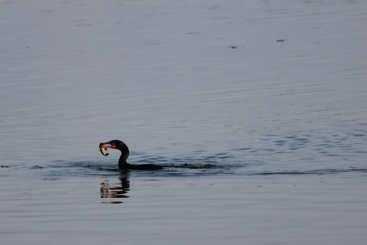 Cormorán Orejudo - ML645689185