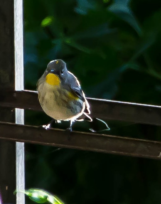 Reinita Coronada - ML645689187