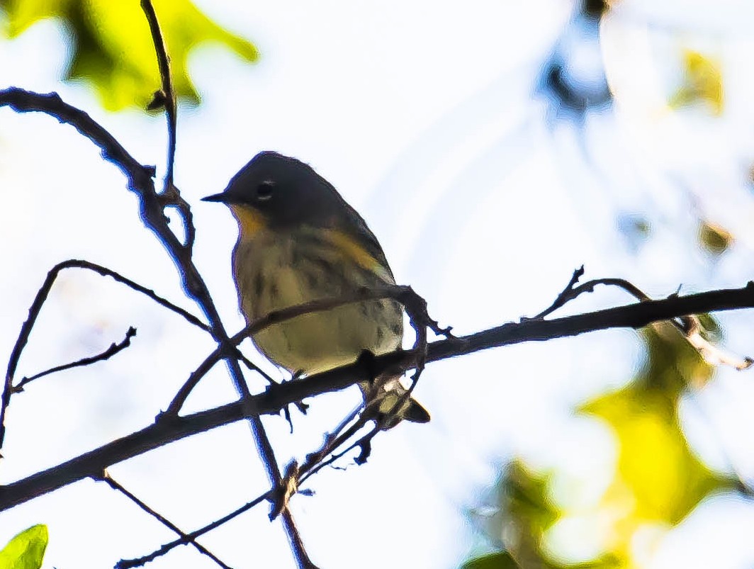 Reinita Coronada - ML645689188