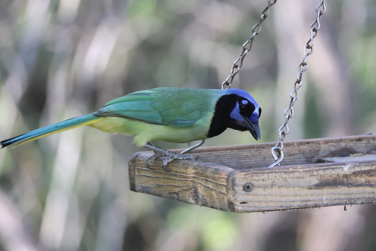 sojka zelenavá - ML645689190