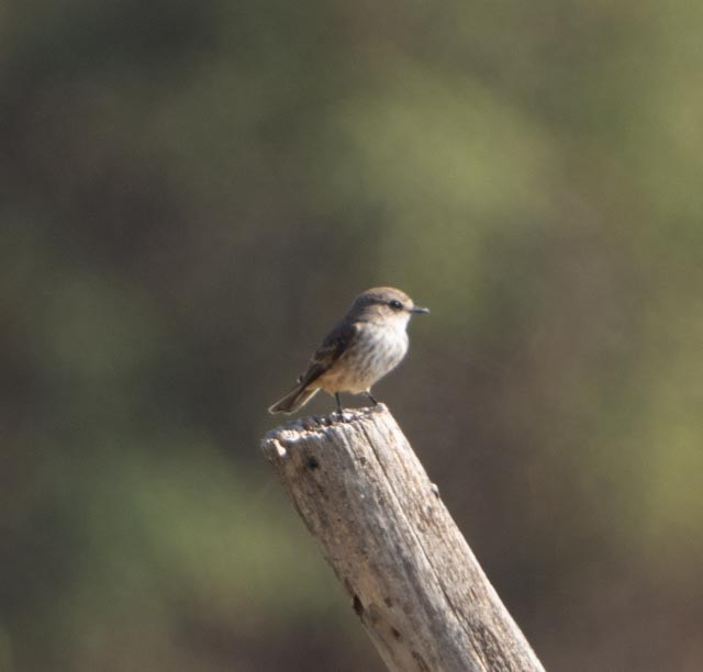 Mosquero Cardenal - ML645689192