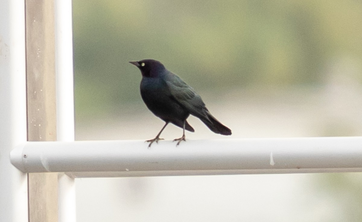 Zanate de Brewer - ML645689193