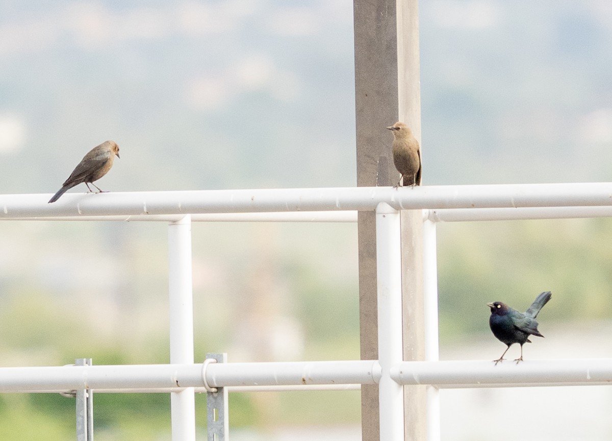 Zanate de Brewer - ML645689194