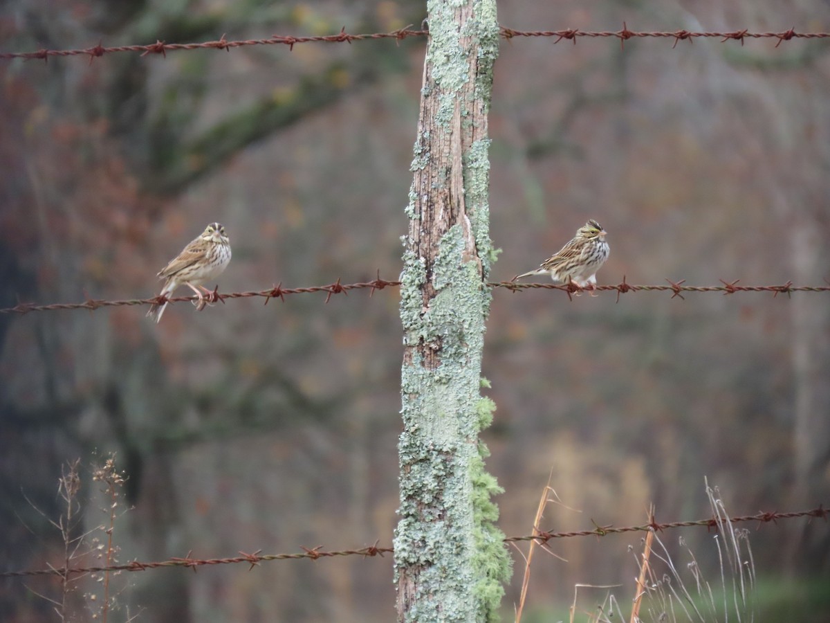 Chingolo Sabanero - ML645689195