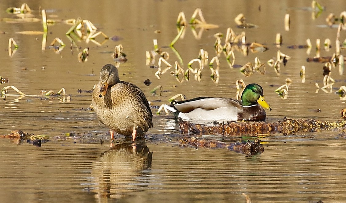 Ánade Azulón - ML645689197