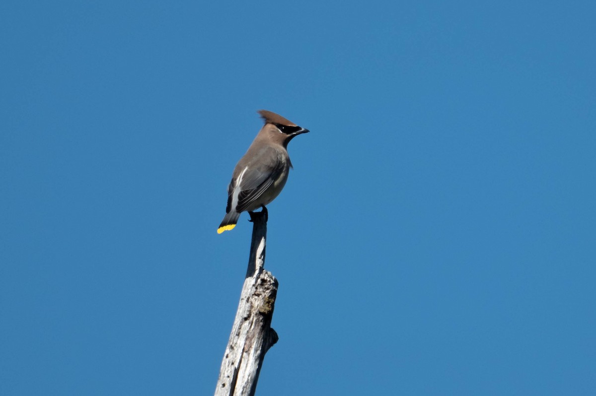 Ampelis Americano - ML645689199