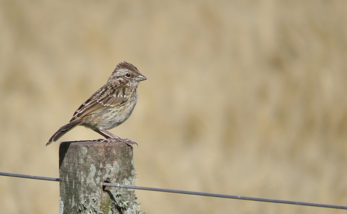 Chingolo Común - ML645689200