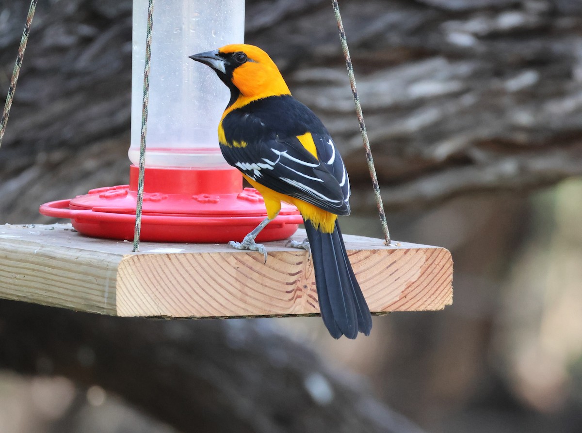 Altamira Oriole - ML645689202