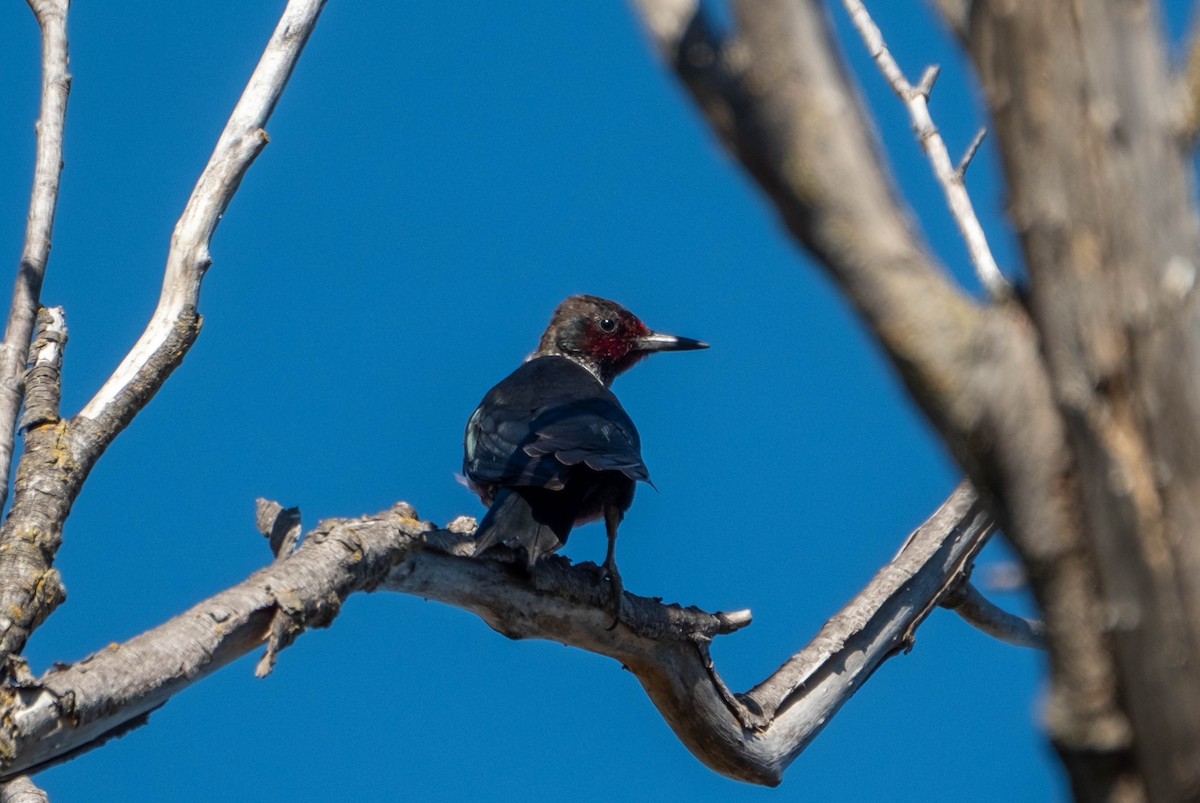 Carpintero de Lewis - ML645689203