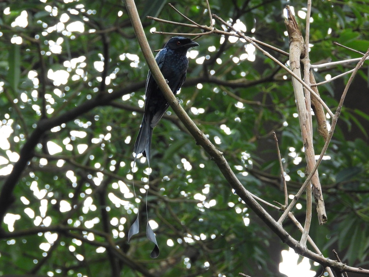 Drongo de Raquetas Grande - ML645689204