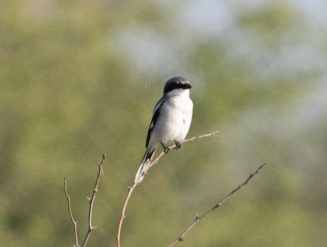 Alcaudón Americano - ML645689205