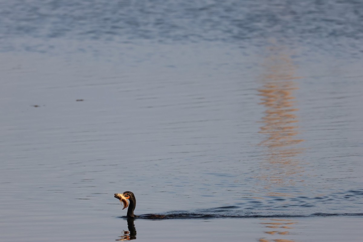 Cormorán Orejudo - ML645689206