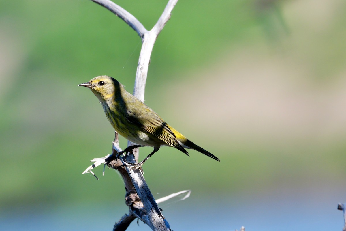Cape May Warbler - ML645689207