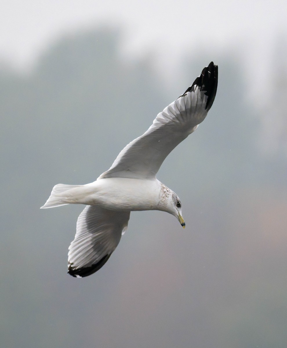 Gaviota de Delaware - ML645689211
