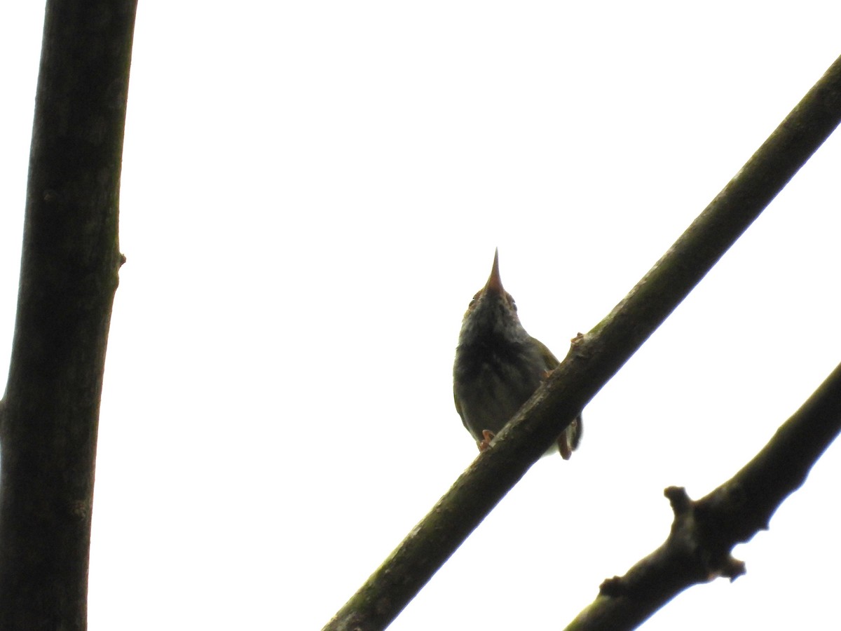 Sastrecillo Cuellinegro - ML645689212