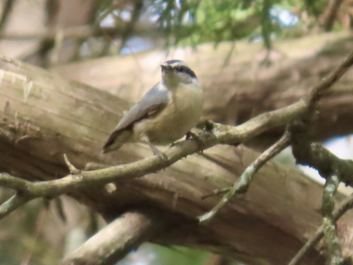 Trepador Canadiense - ML645689215