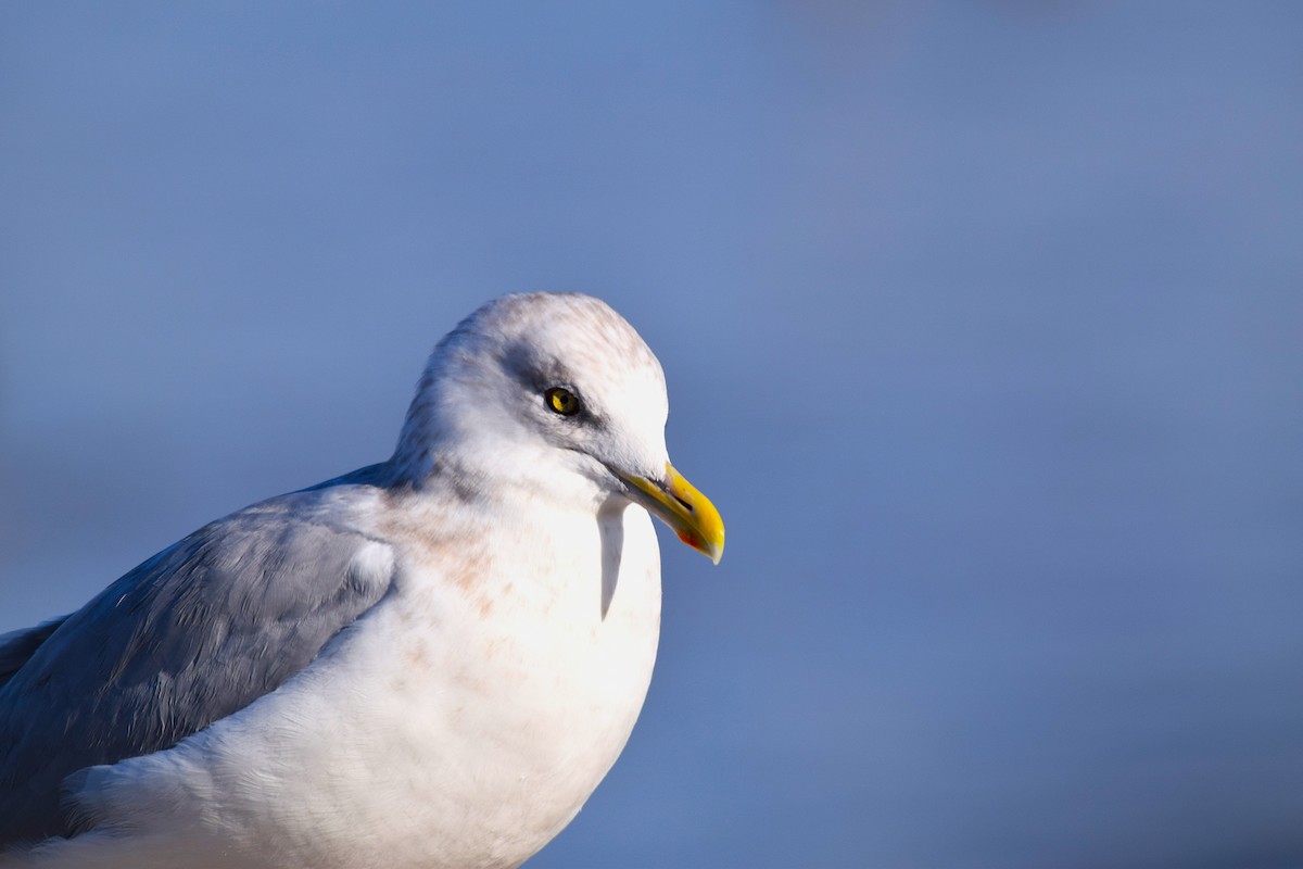 American Herring Gull - ML645689218