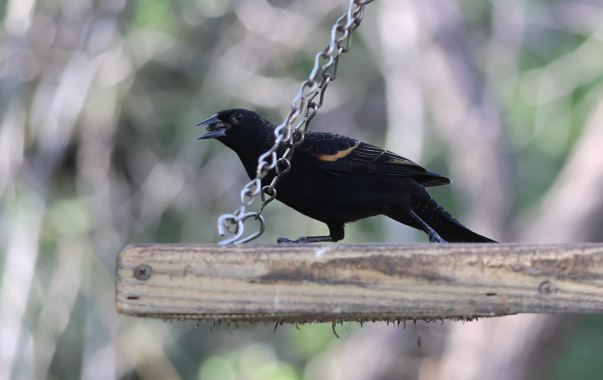 Red-winged Blackbird (Red-winged) - ML645689220