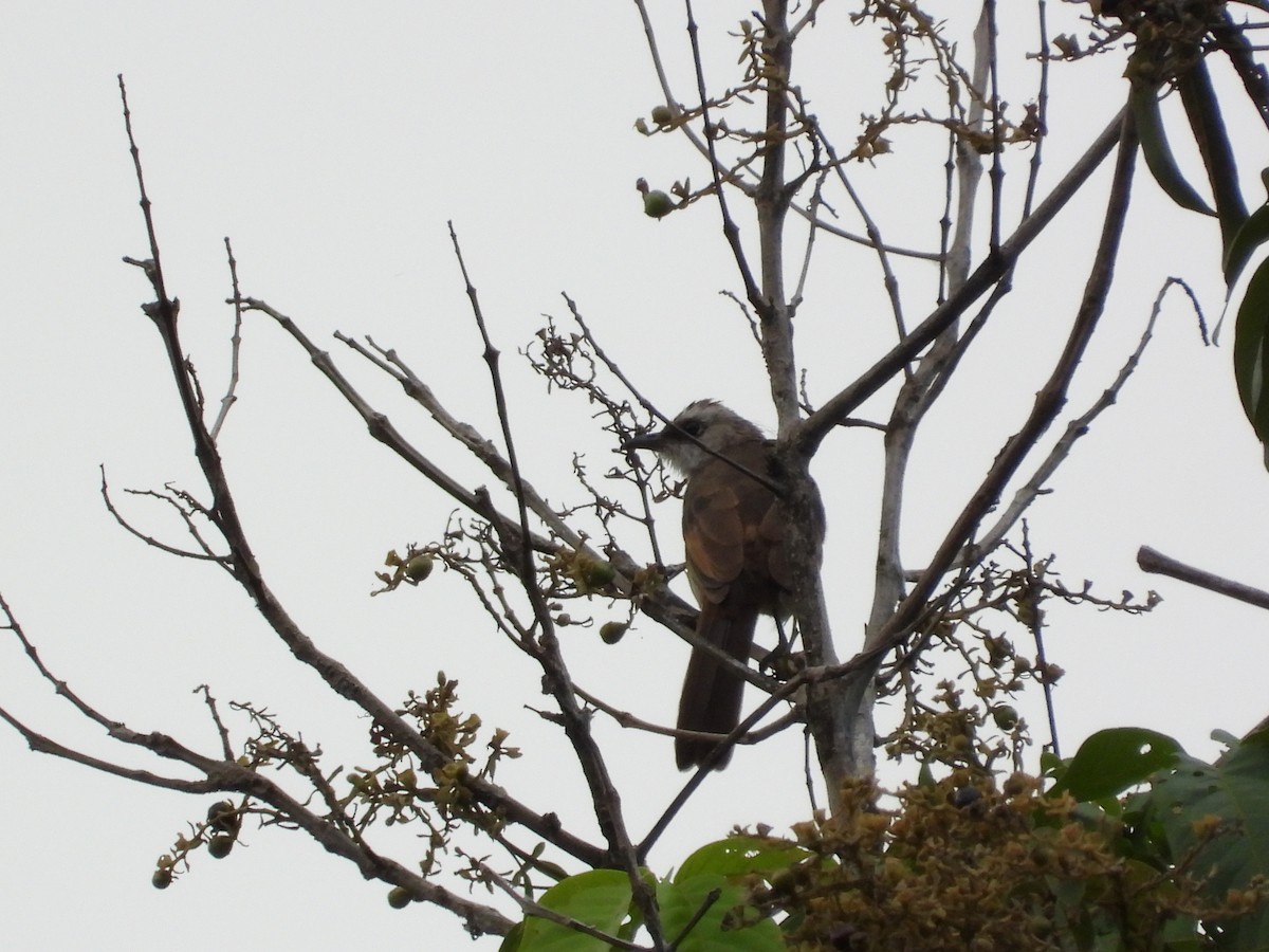 Yellow-vented Bulbul - ML645689224