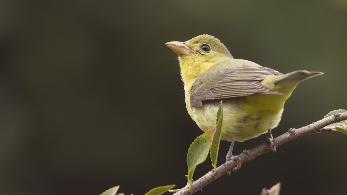 Піранга кармінова - ML645689232