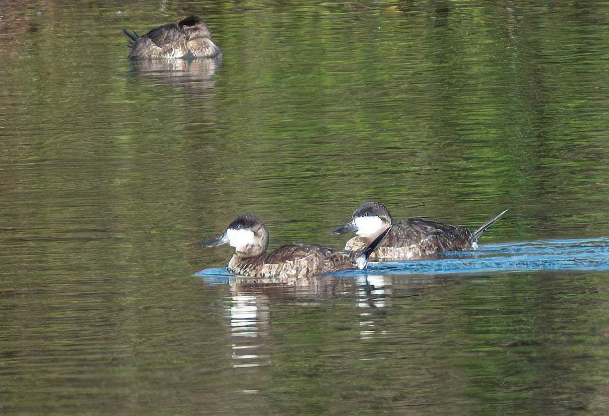 kobberand - ML645689233