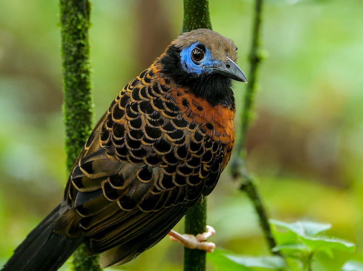 Ocellated Antbird - ML645689237