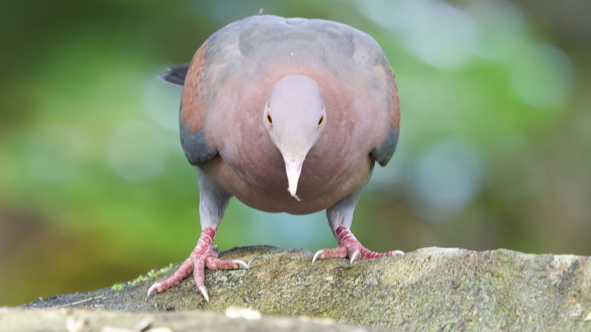 Red-billed Pigeon - ML645689238