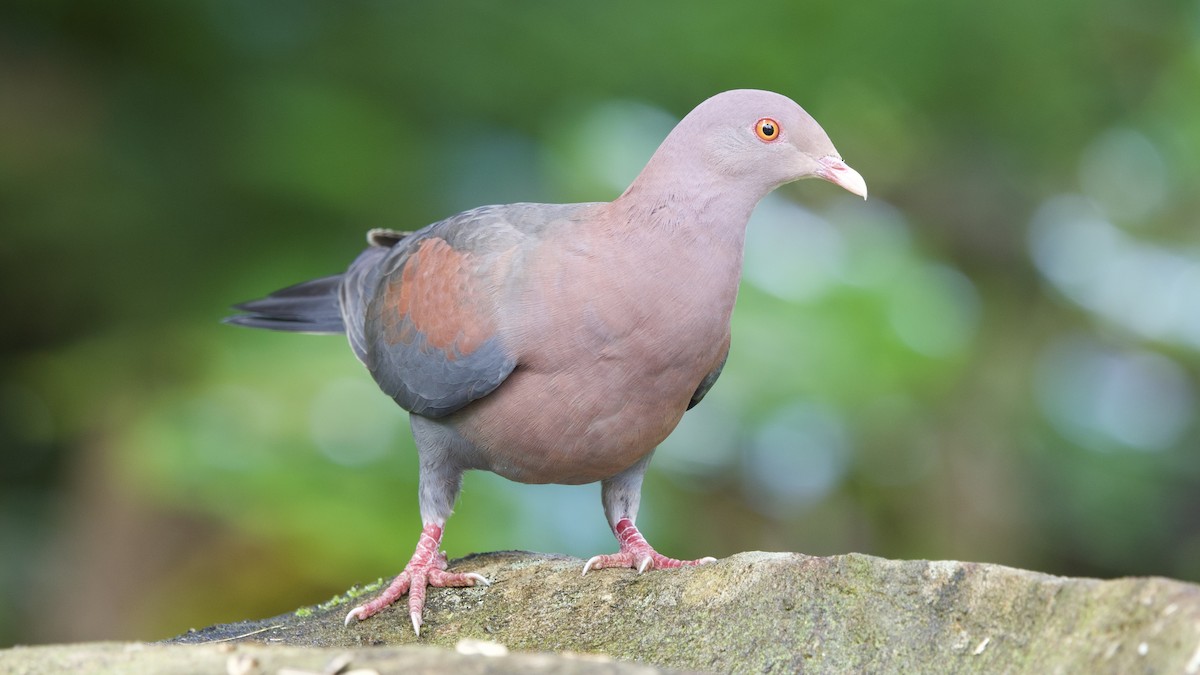 Red-billed Pigeon - ML645689239
