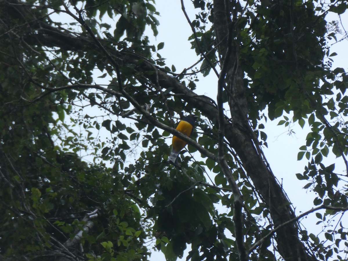 Gartered Violaceous Trogon - ML645689242