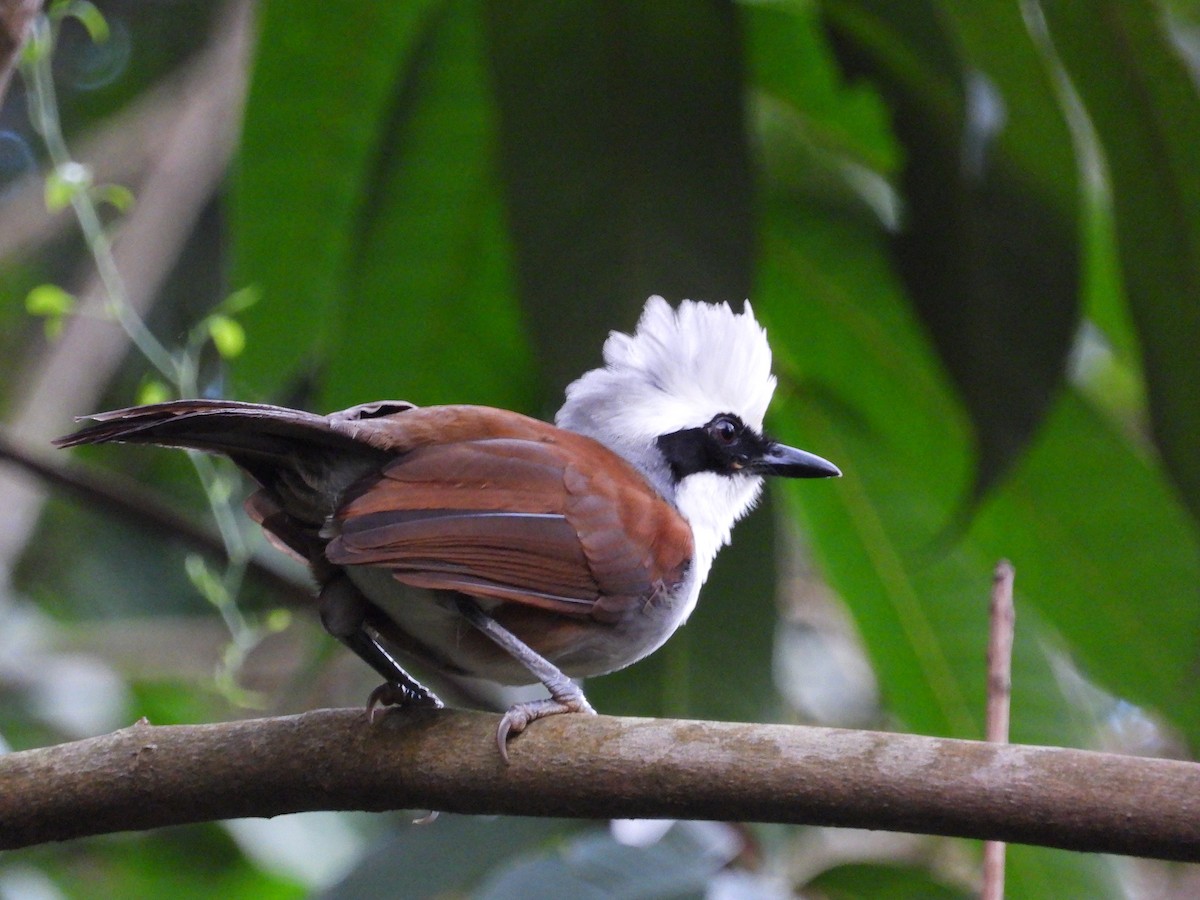 White-crested Laughingthrush - ML645689243