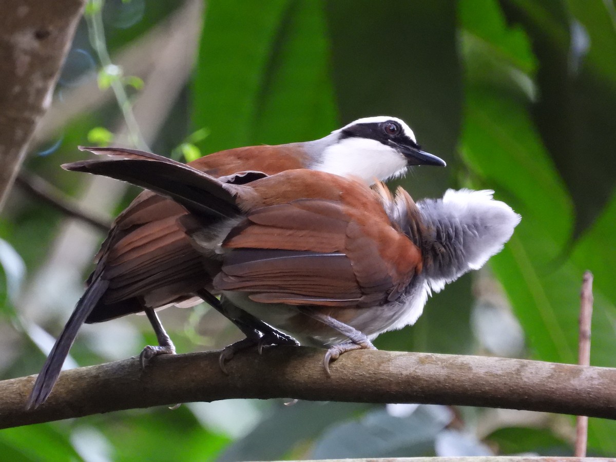 White-crested Laughingthrush - ML645689245