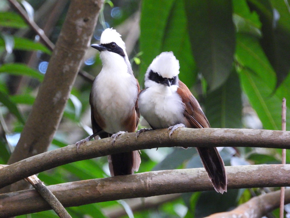 White-crested Laughingthrush - ML645689246