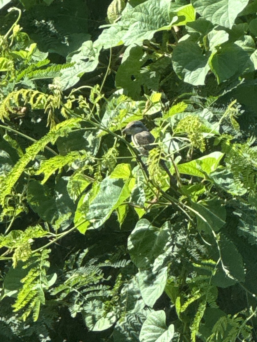 紅尾伯勞 - ML645689248