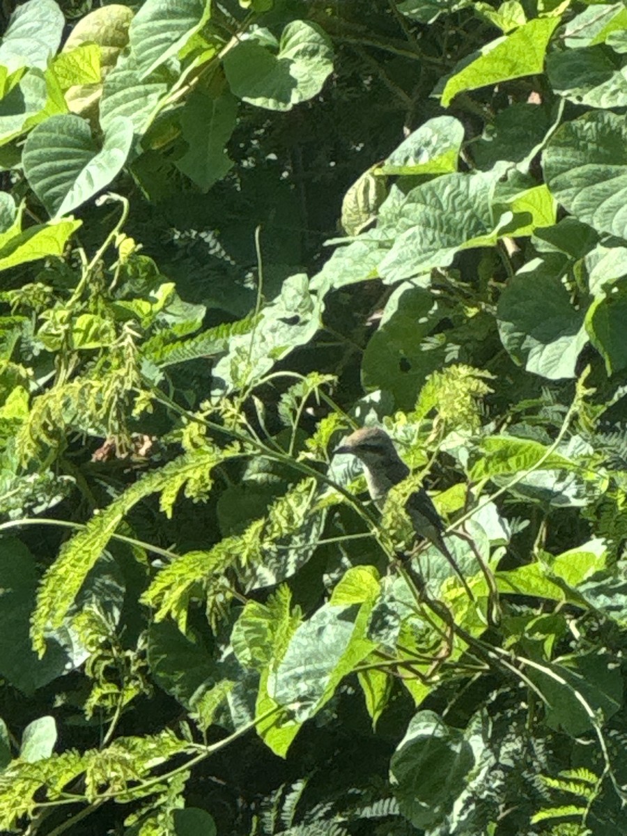 紅尾伯勞 - ML645689249