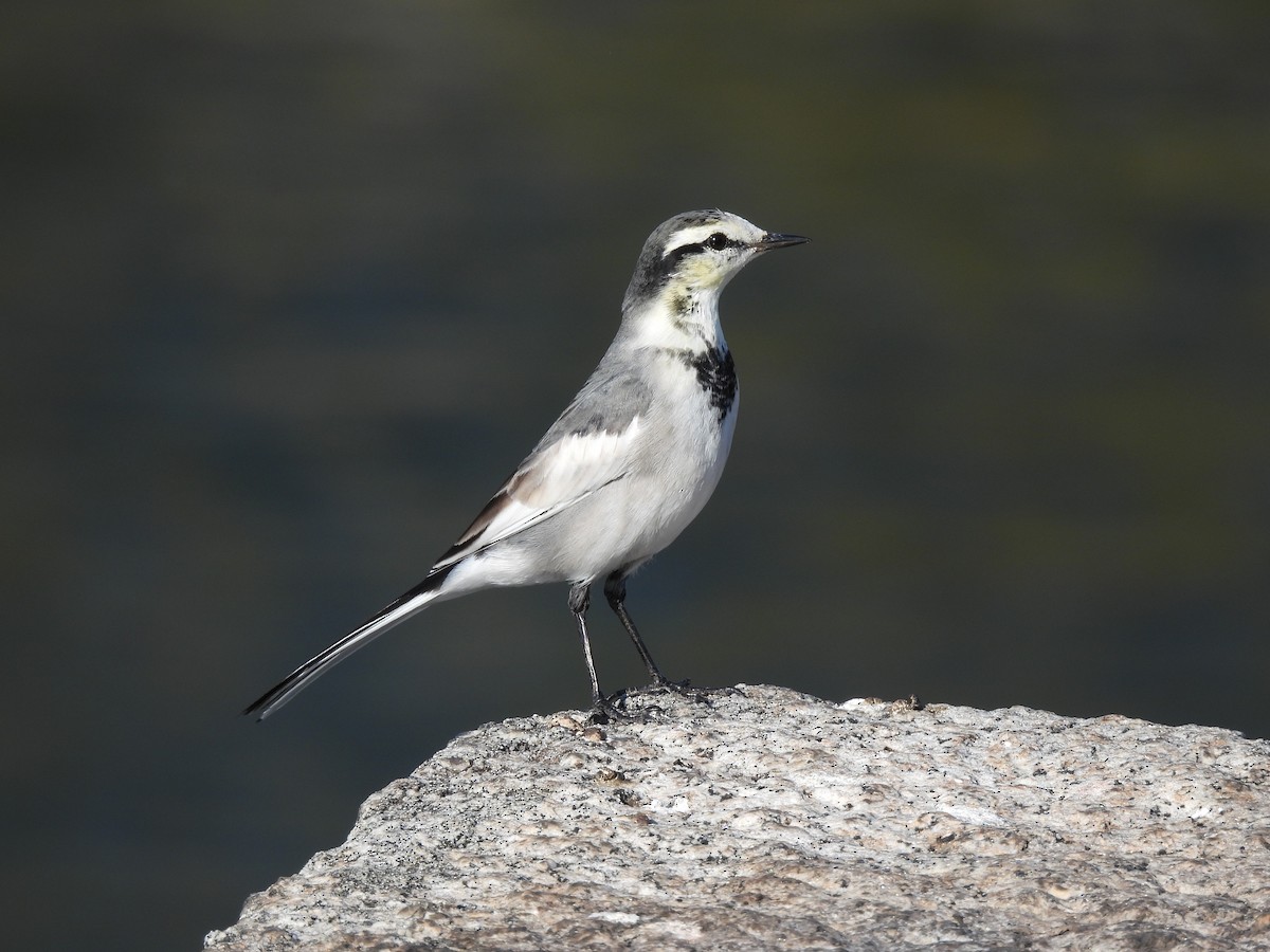 Lavandera Blanca (Japonesa) - ML645689251