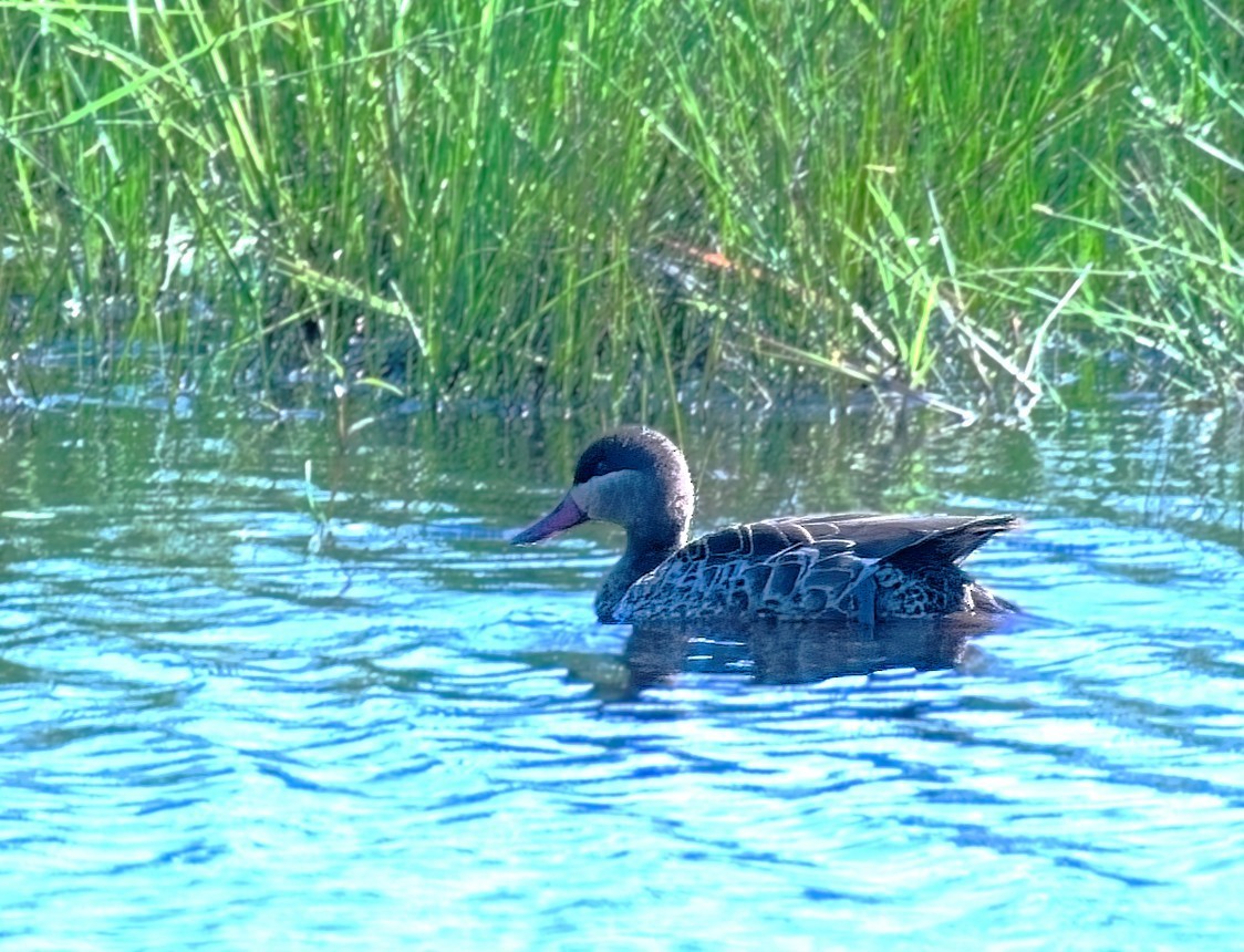 Red-billed Duck - ML645689260